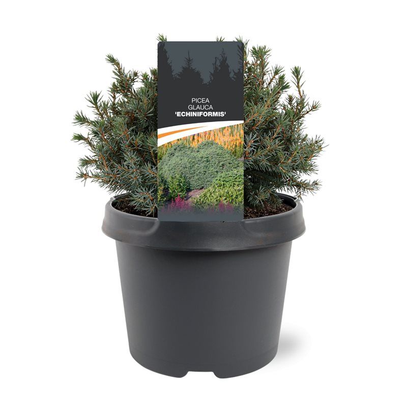 Picea gl. Echiniformis 30cm 19cm Pot