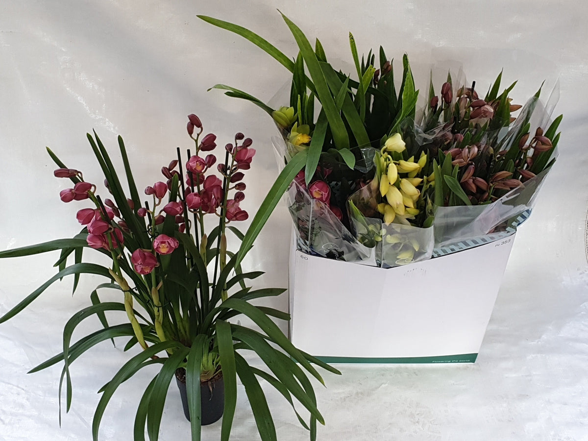Cymbidium mix 80cm 14cm Pot