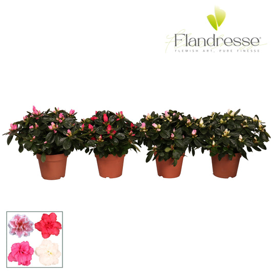 Rhodo. mix Azalea Flandresse 25cm 12cm Pot
