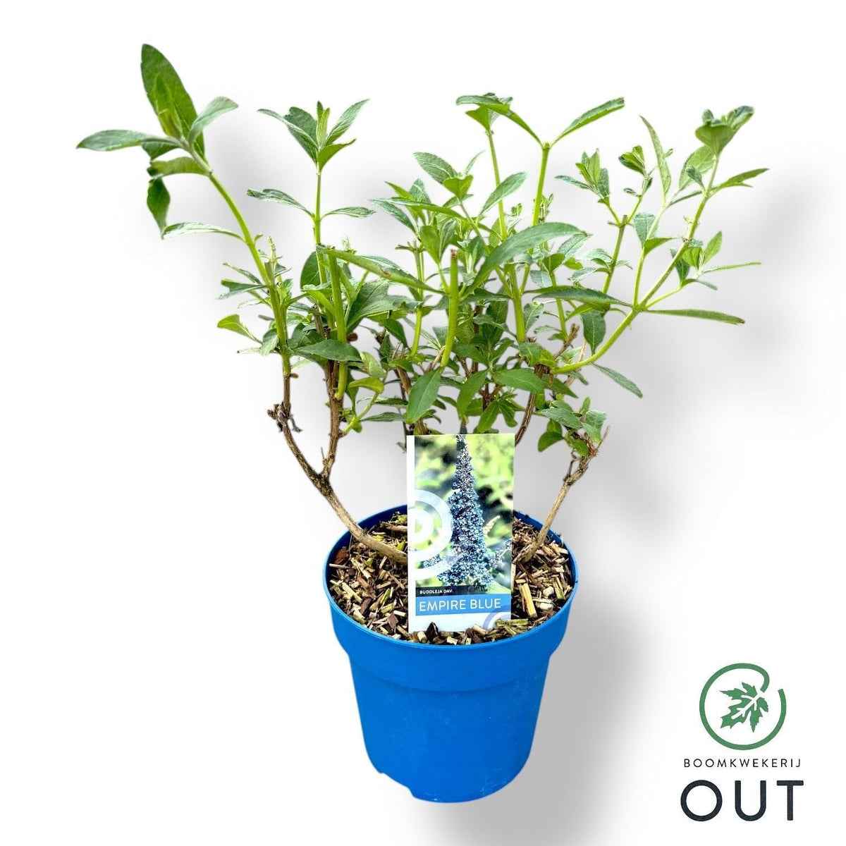 Buddleja davidii Empire Blue 50cm 19cm Pot