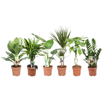 Foliage houseplants mix 50cm 17cm Pot