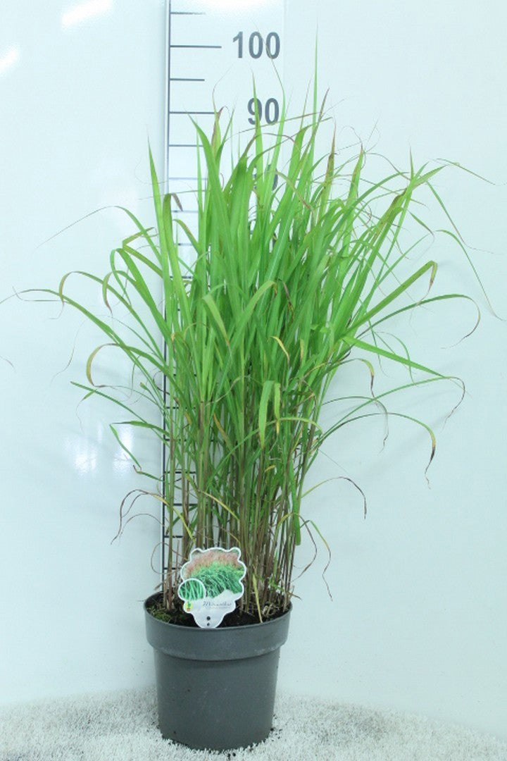 Miscanthus sin. Malepartus 90cm 23cm Pot