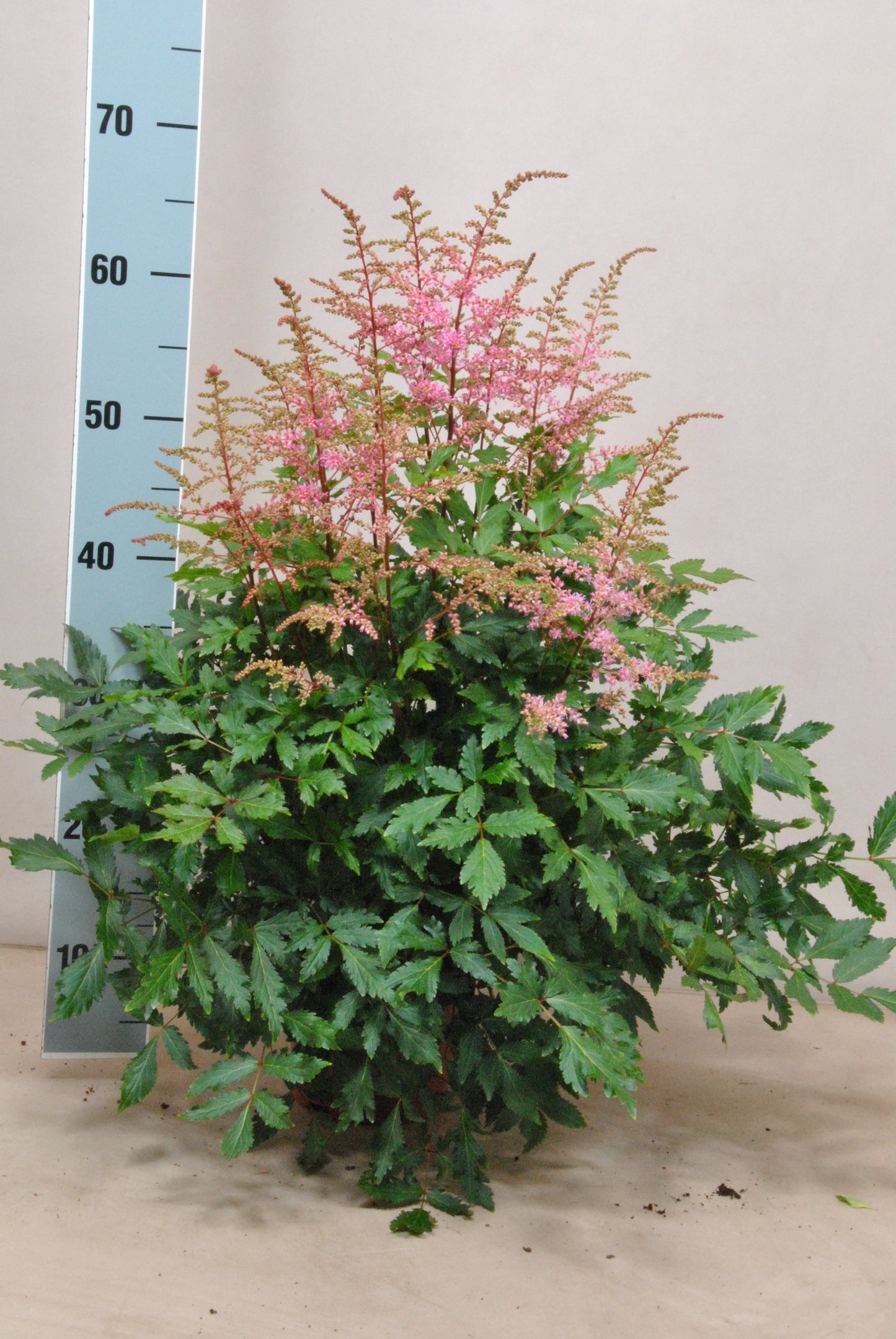 Astilbe ar. Freya 60cm 15cm Pot