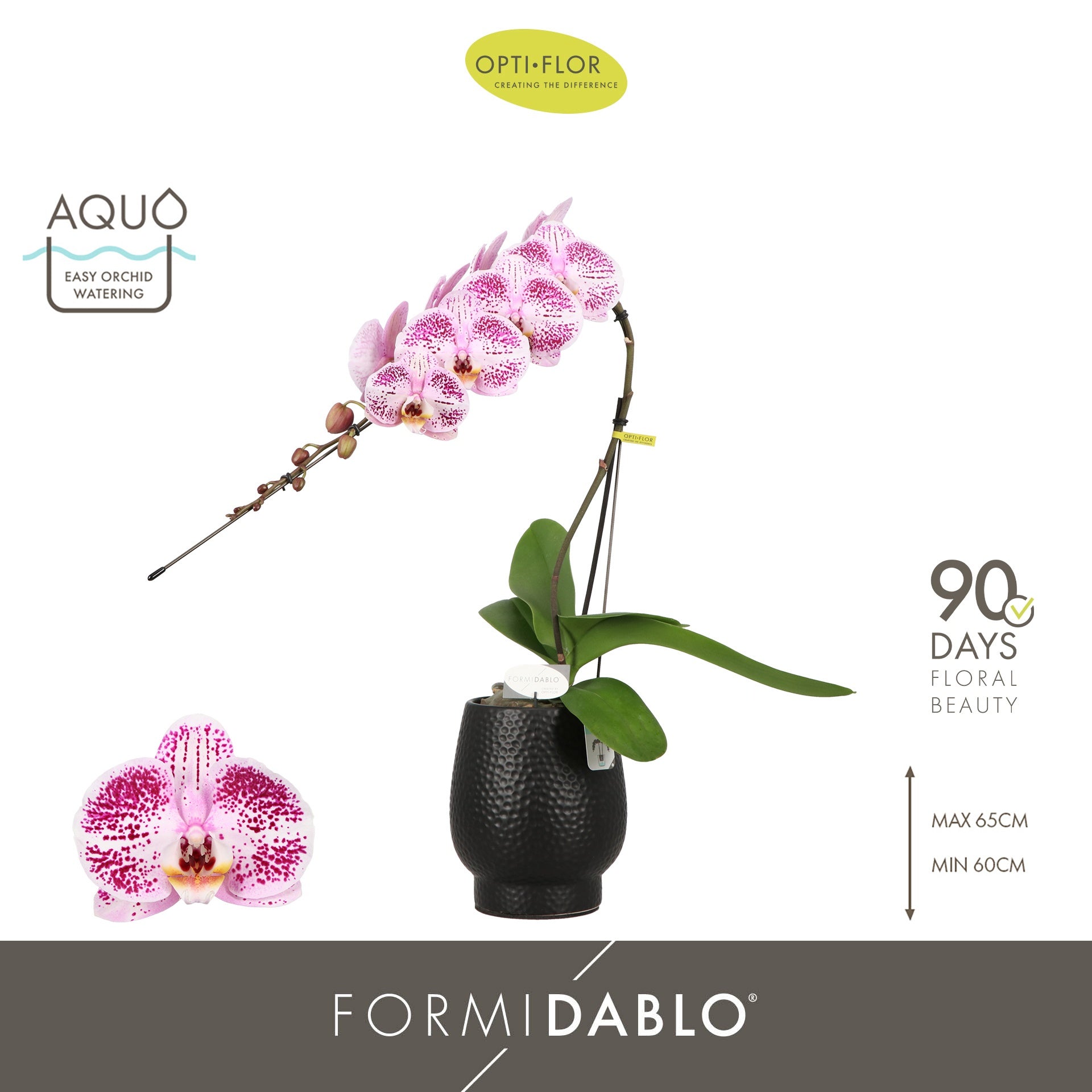 Phalaenopsis purple 70cm 12cm Pot