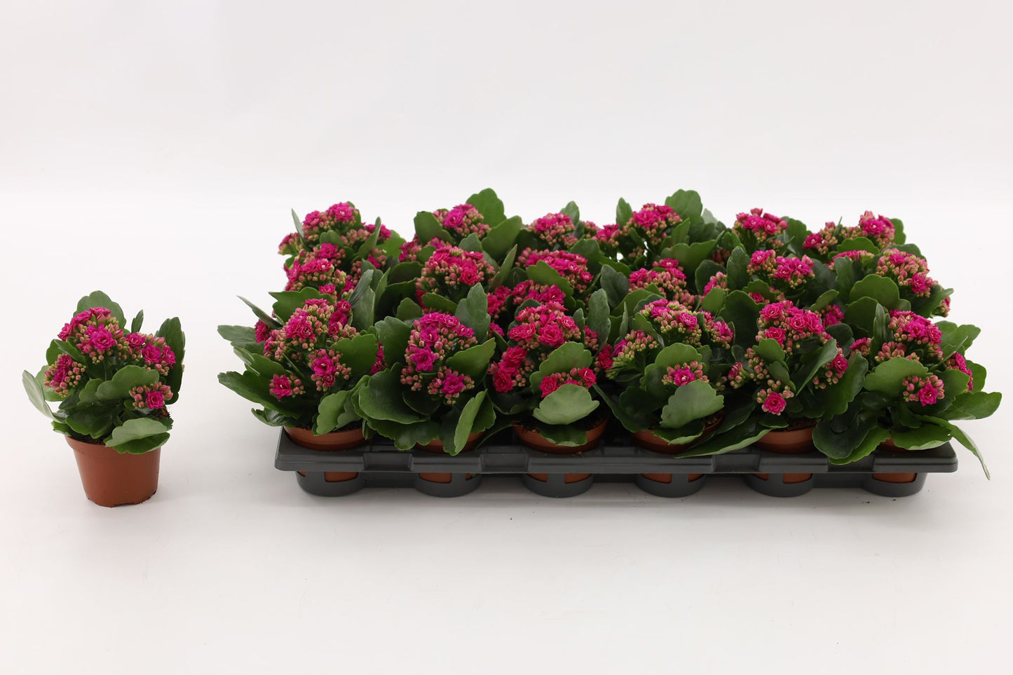 Vilosa Kalanchoe double Garbo Lilac Pack of 18