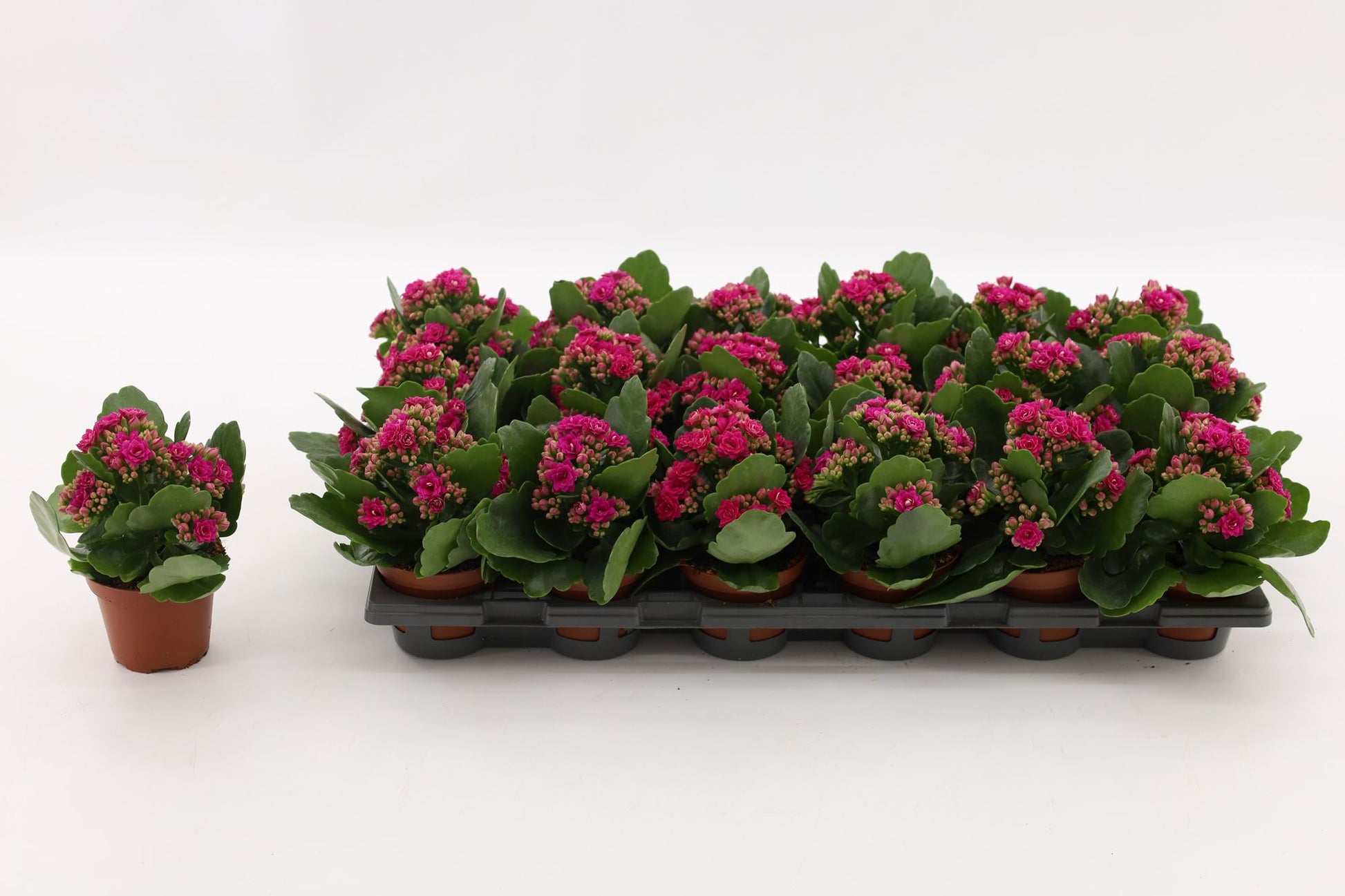 Vilosa Kalanchoe double Garbo Lilac Pack of 18