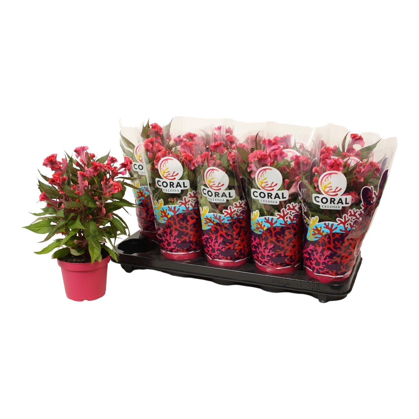 Celosia Hot Topic Pink 32cm 12cm Pot