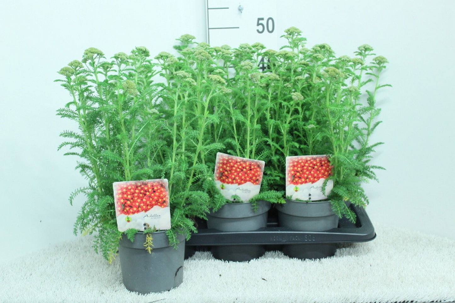 Achillea Milly Rock Yellow 45cm 17cm Pot