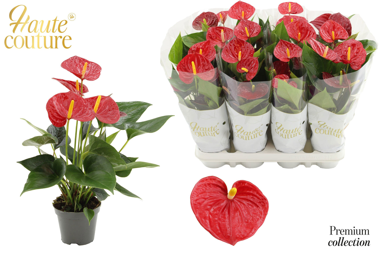 Anthurium Diamond Red 29cm 9cm Pot
