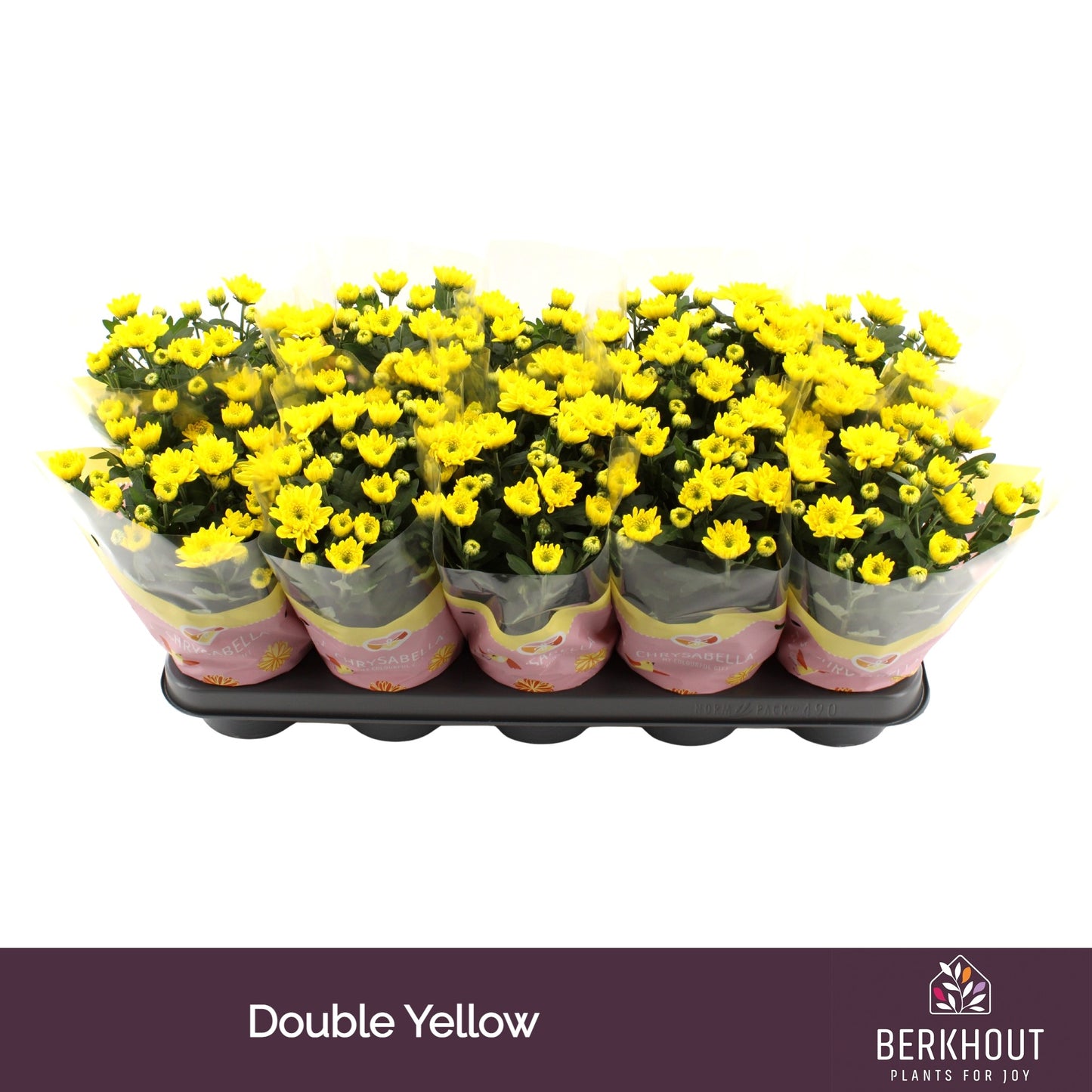 Chrysanthemum Cozy 23cm 12cm Pot