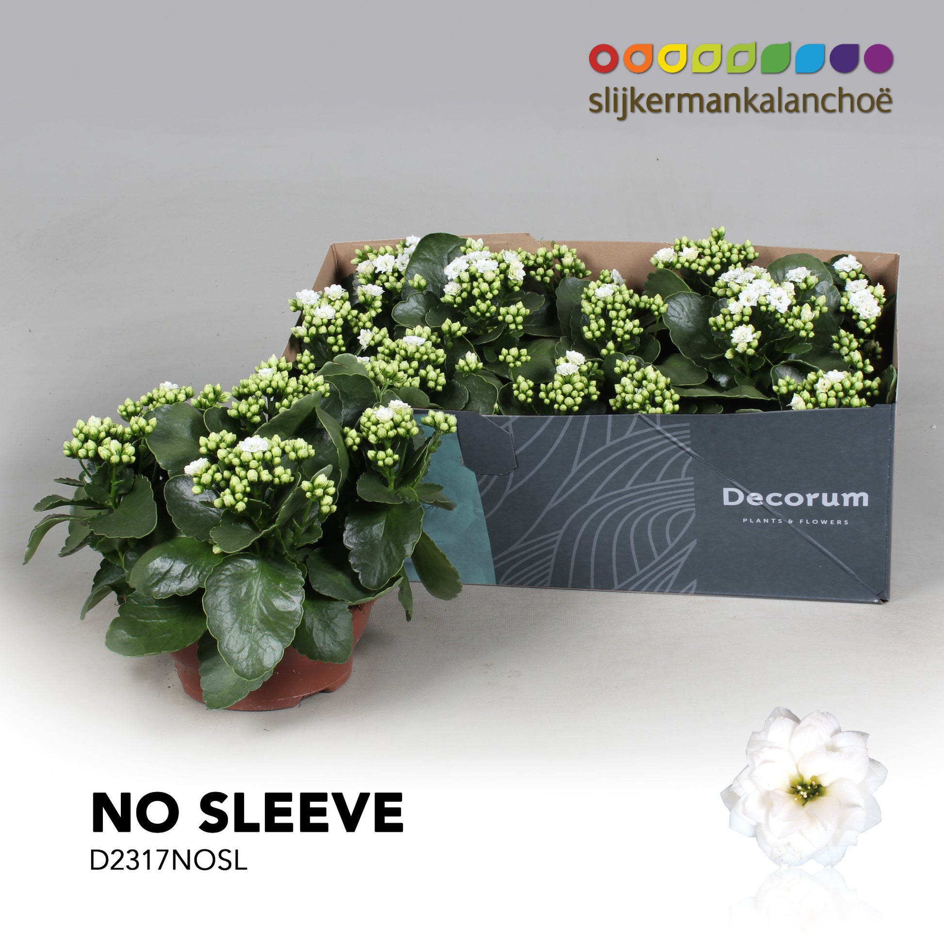 Kalanchoe Skydive White 28cm 23cm Pot