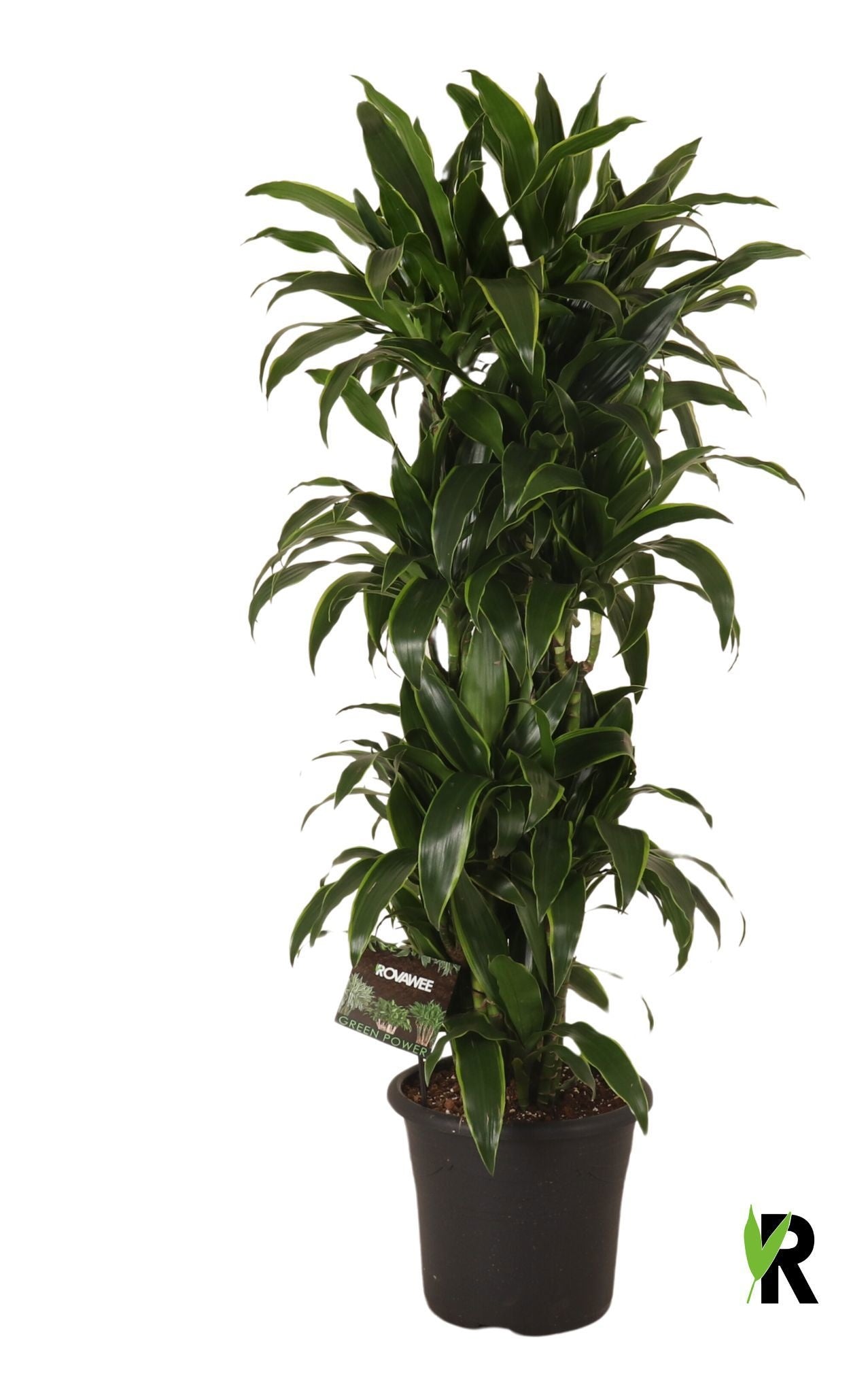 Dracaena frag. Arturo 140cm 32cm Pot