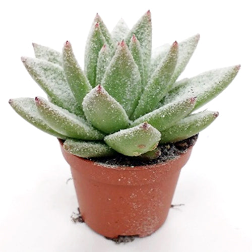 Amigo Plant VOF Miranda + snow Pack of 16