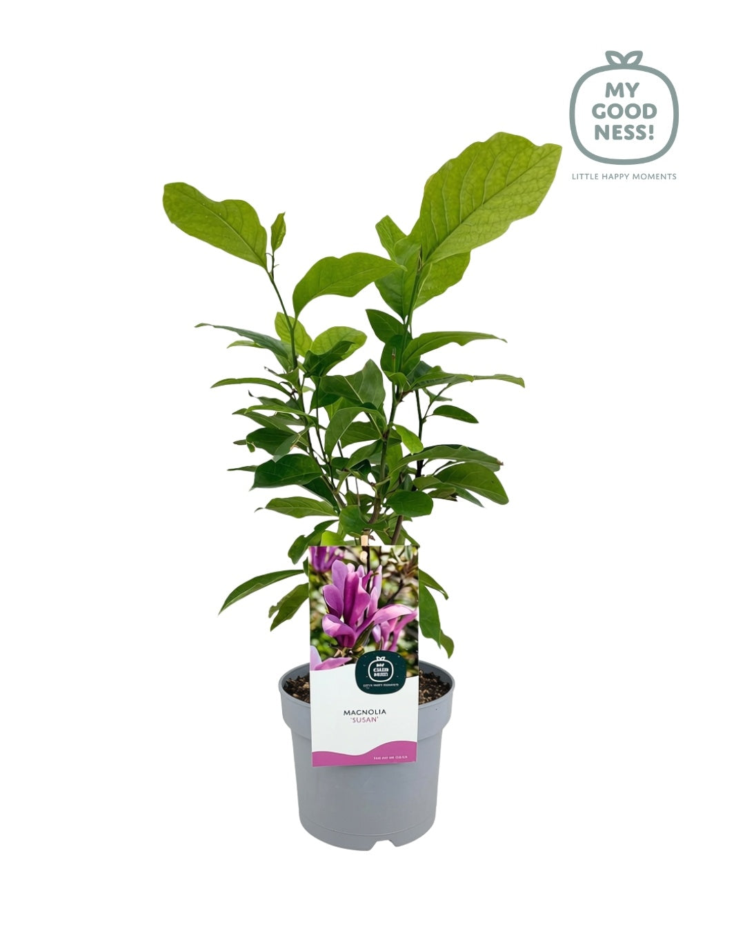 Magnolia sou. Susan 45cm 17cm Pot