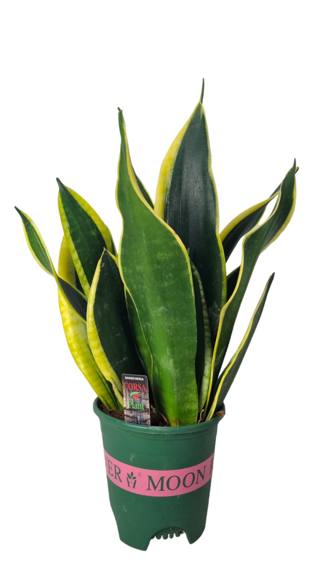 Sansevieria Black Gold 40cm 14cm Pot