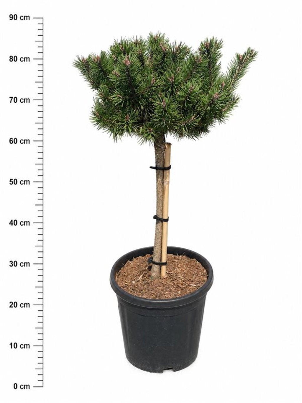 Pinus hybrid 90cm 32cm Pot