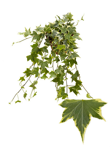 Hedera helix Yellow Ripple 13cm Pot