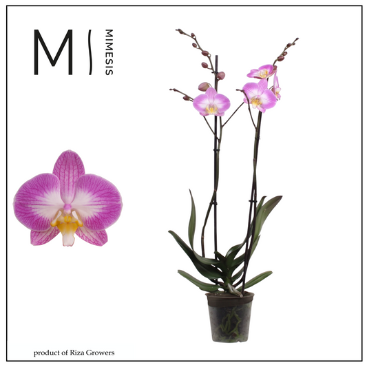 Riza Ter Laak Orchios Phalaenopsis Sunca Split Pack of 10