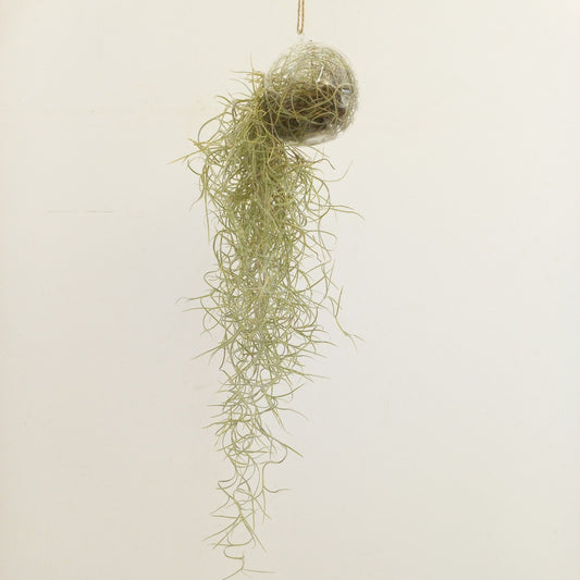 Tillandsia usneoides 999cm Pot