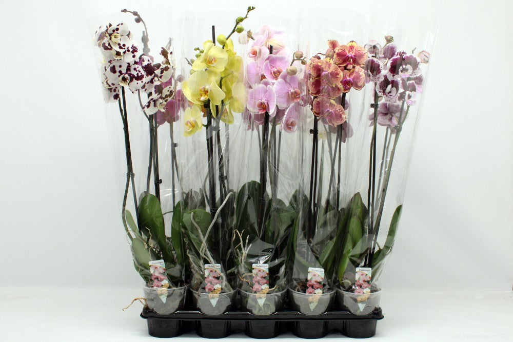 Phalaenopsis mix 70cm 12cm Pot