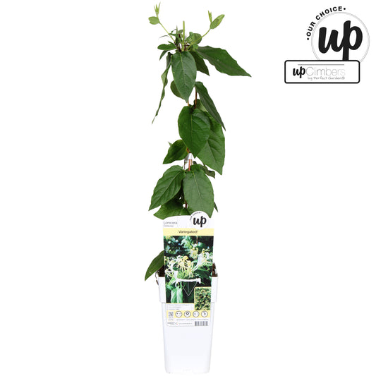 Lonicera henryi 65cm 15cm Pot