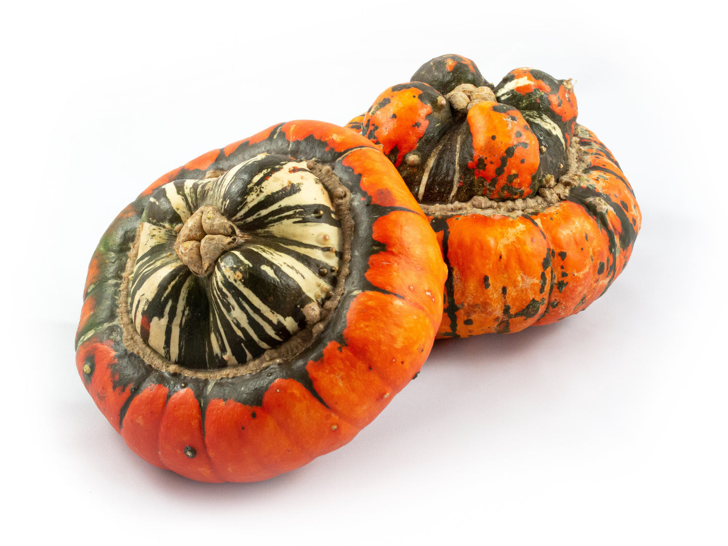 Cucurbita Turkisch Turban mix 15cm 15cm Pot