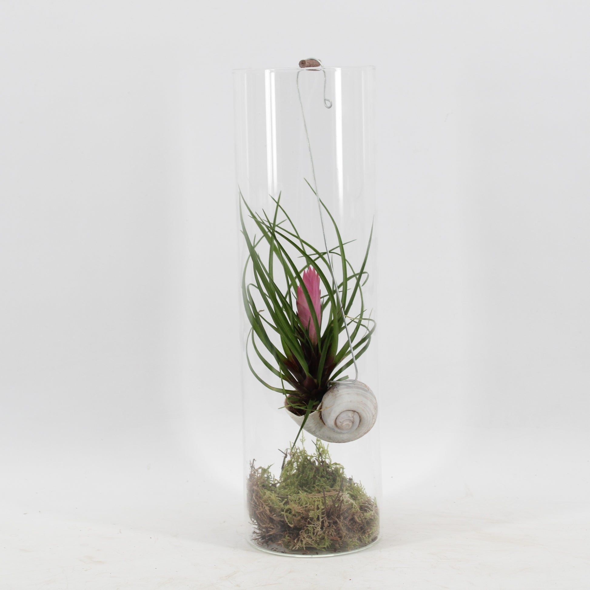 Zeur Niet, kwekerij arr. Tillandsia Cyanea snaily Pack of 6