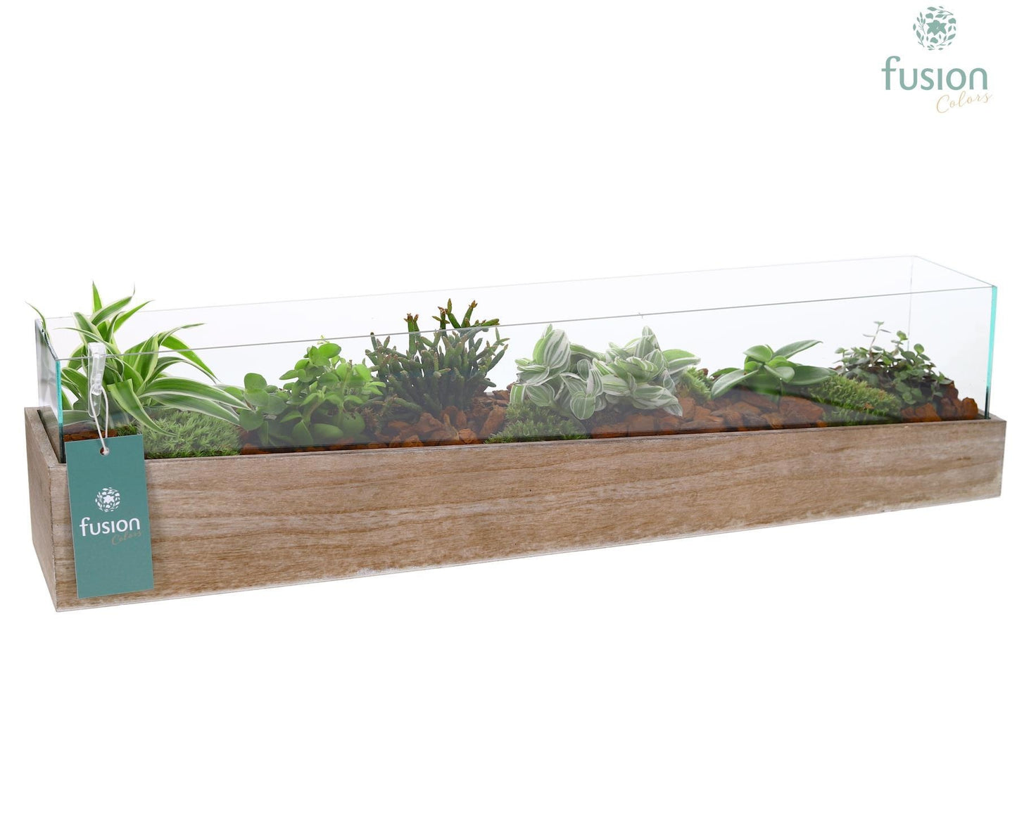 Aquarium Large met Groene Planten 15cm 58cm Pot