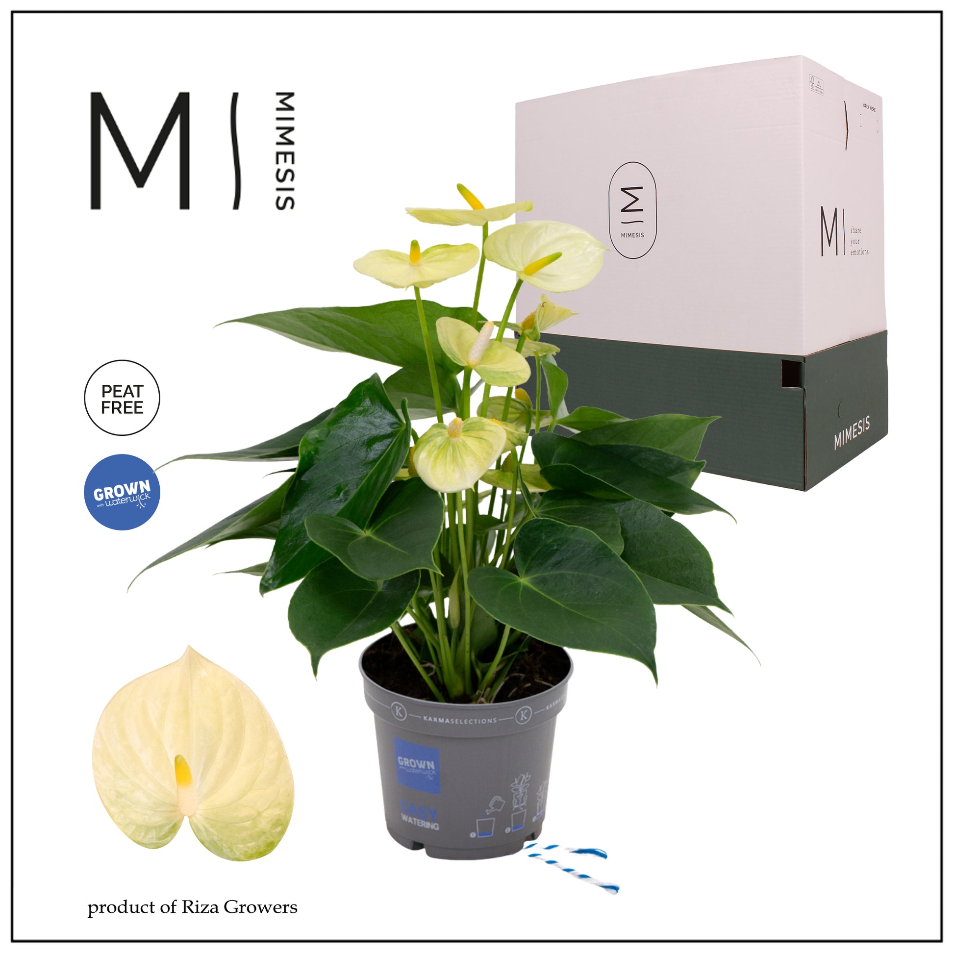 Riza Karma Plants Anthurium Vanilla Pack of 10