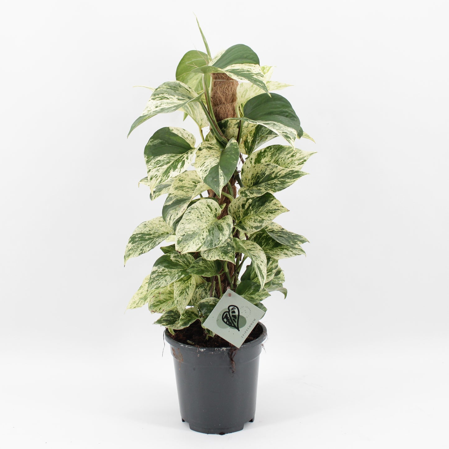 Epipremnum 65cm 17cm Pot