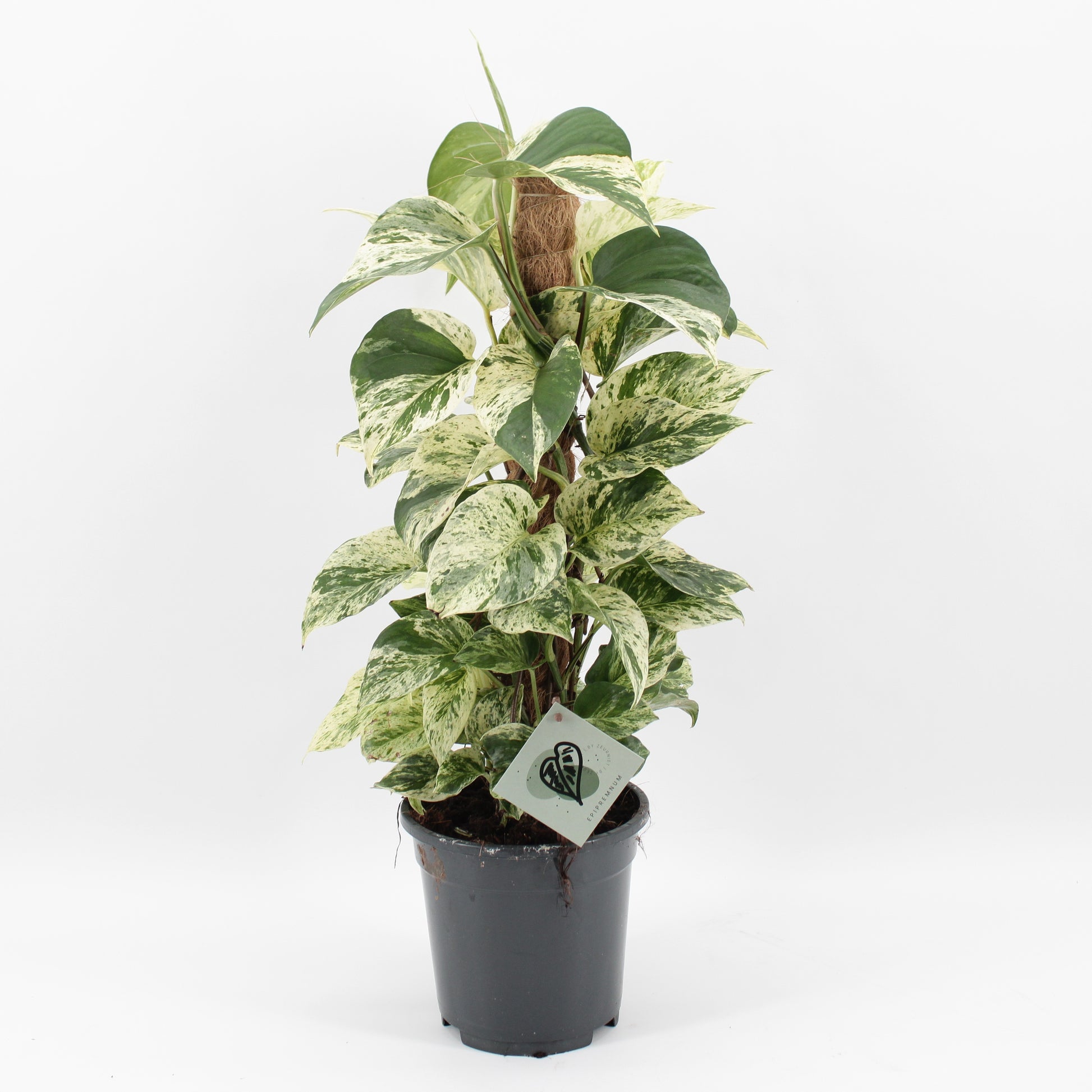Epipremnum 65cm 17cm Pot