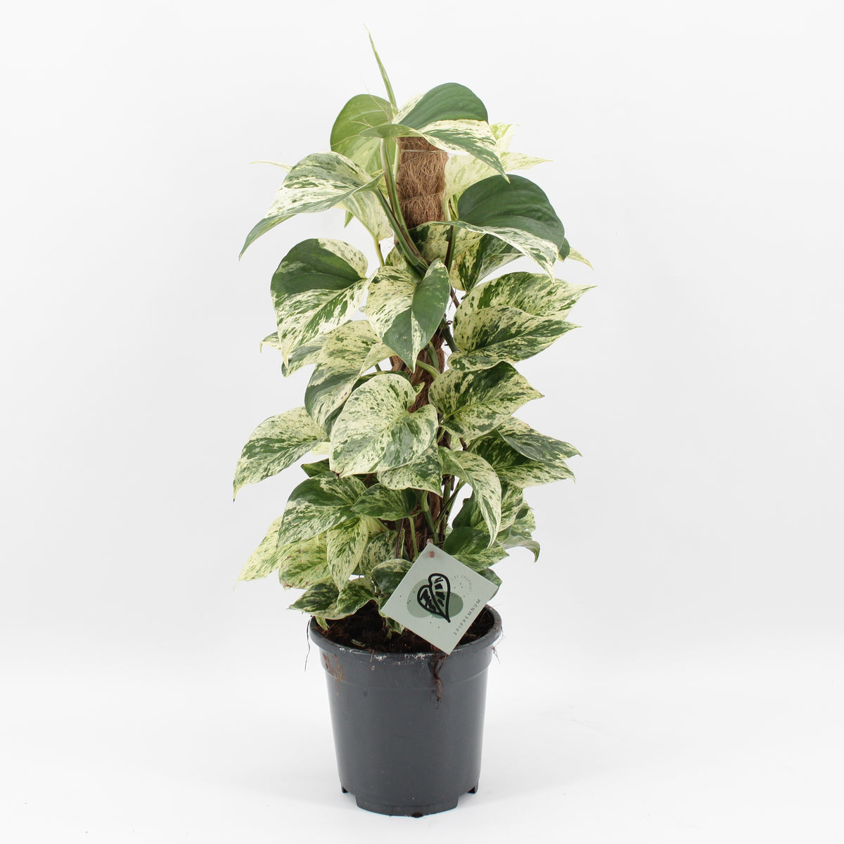 Epipremnum Snow Leopard 65cm 17cm Pot