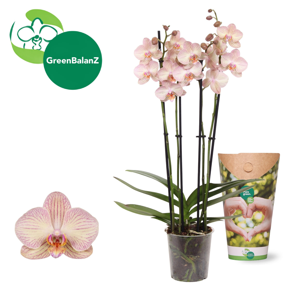 Phalaenopsis Varese 50cm 12cm Pot