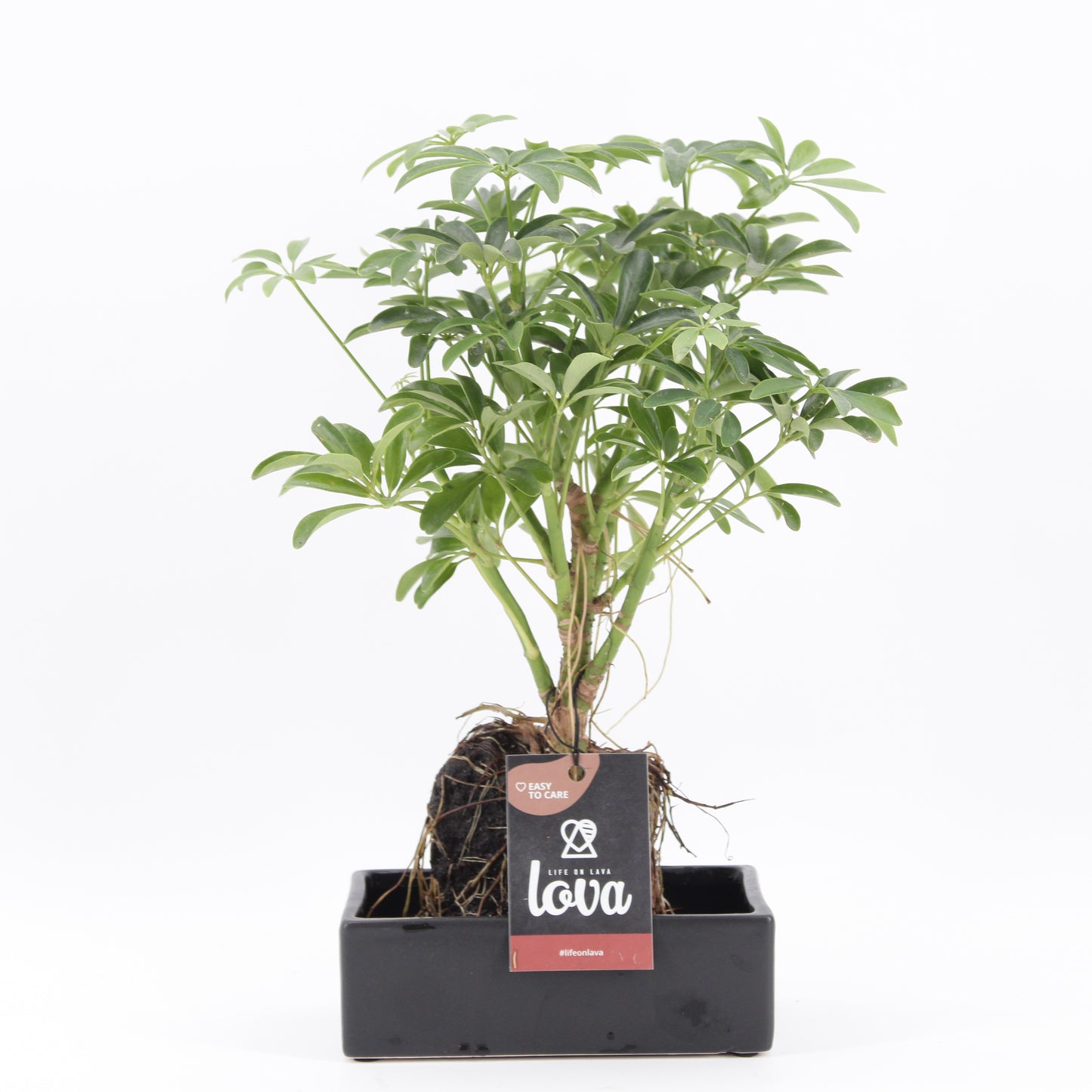 Zeur Niet, kwekerij Lova Schefflera Pack of 4