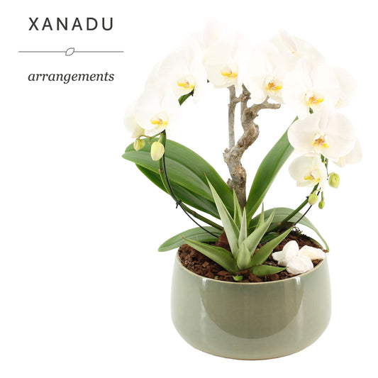Xanadu Aveiro 50cm 24cm Pot