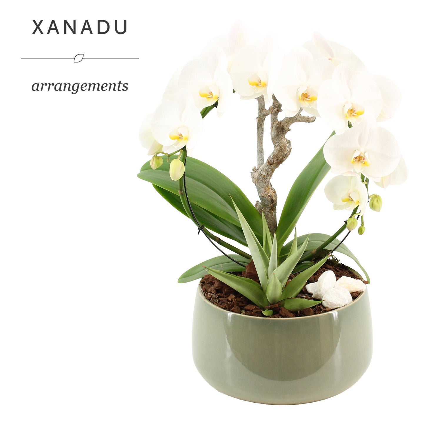 Xanadu Aveiro 50cm 24cm Pot