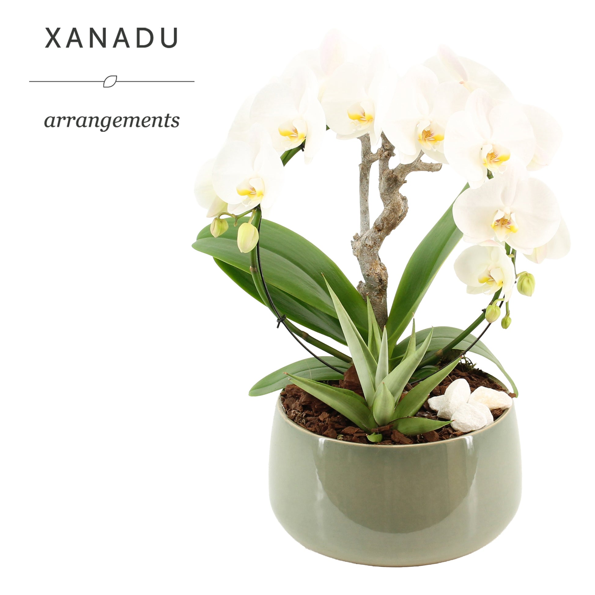 Xanadu Aveiro 50cm 24cm Pot
