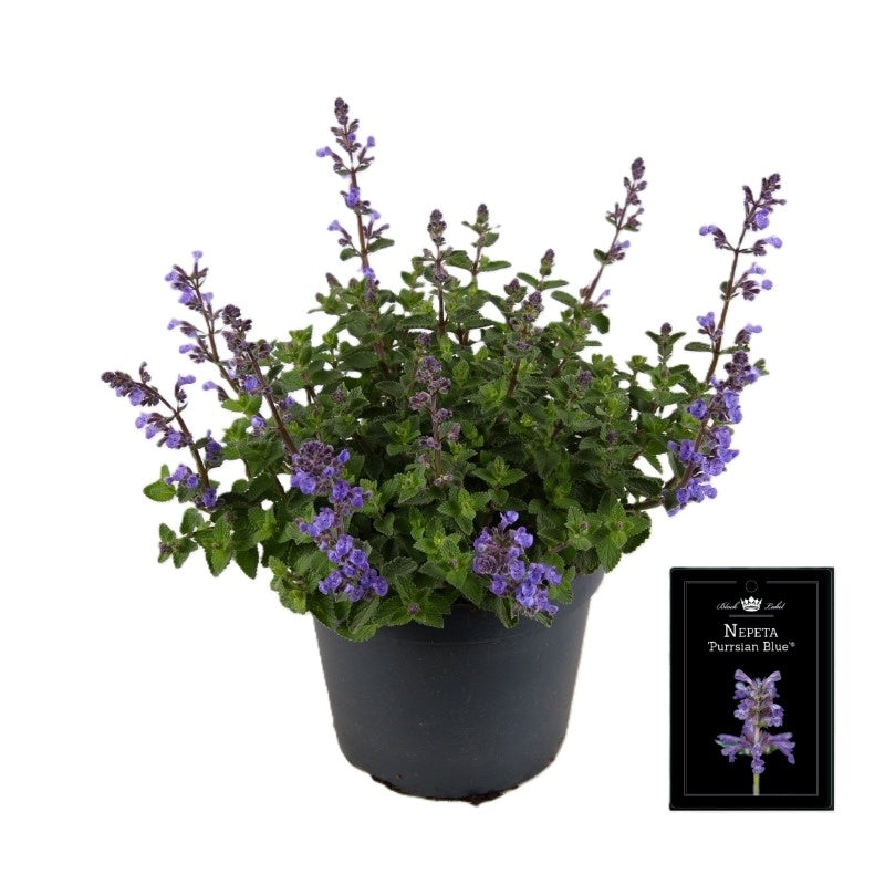 Nepeta faassenii  Purrsian Blue 35cm 15cm Pot