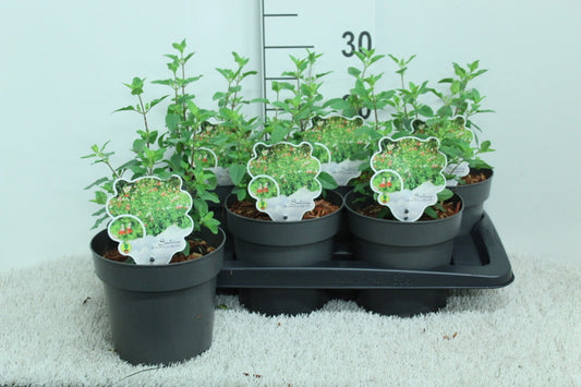 Salvia mic. Hot Lips 30cm 17cm Pot