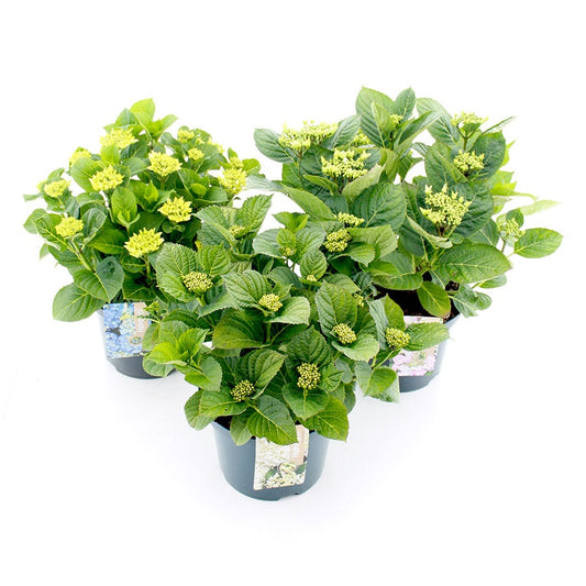 Hydrangea macr. Teller mix 45cm 23cm Pot