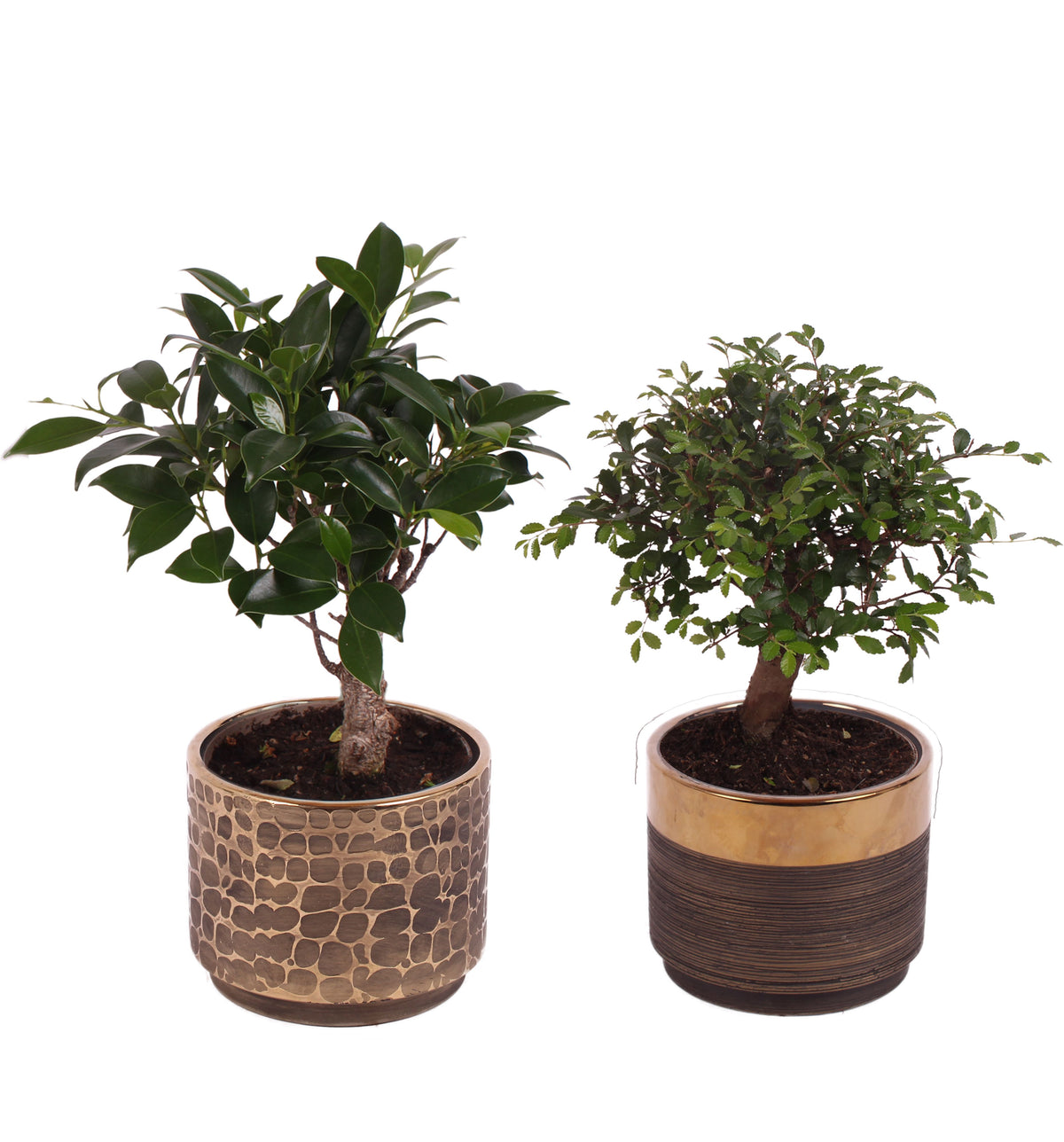Bonsai mix 25cm 10cm Pot