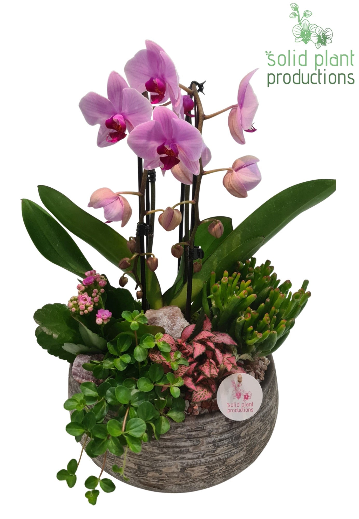 Dakota Pink 50cm 28cm Pot