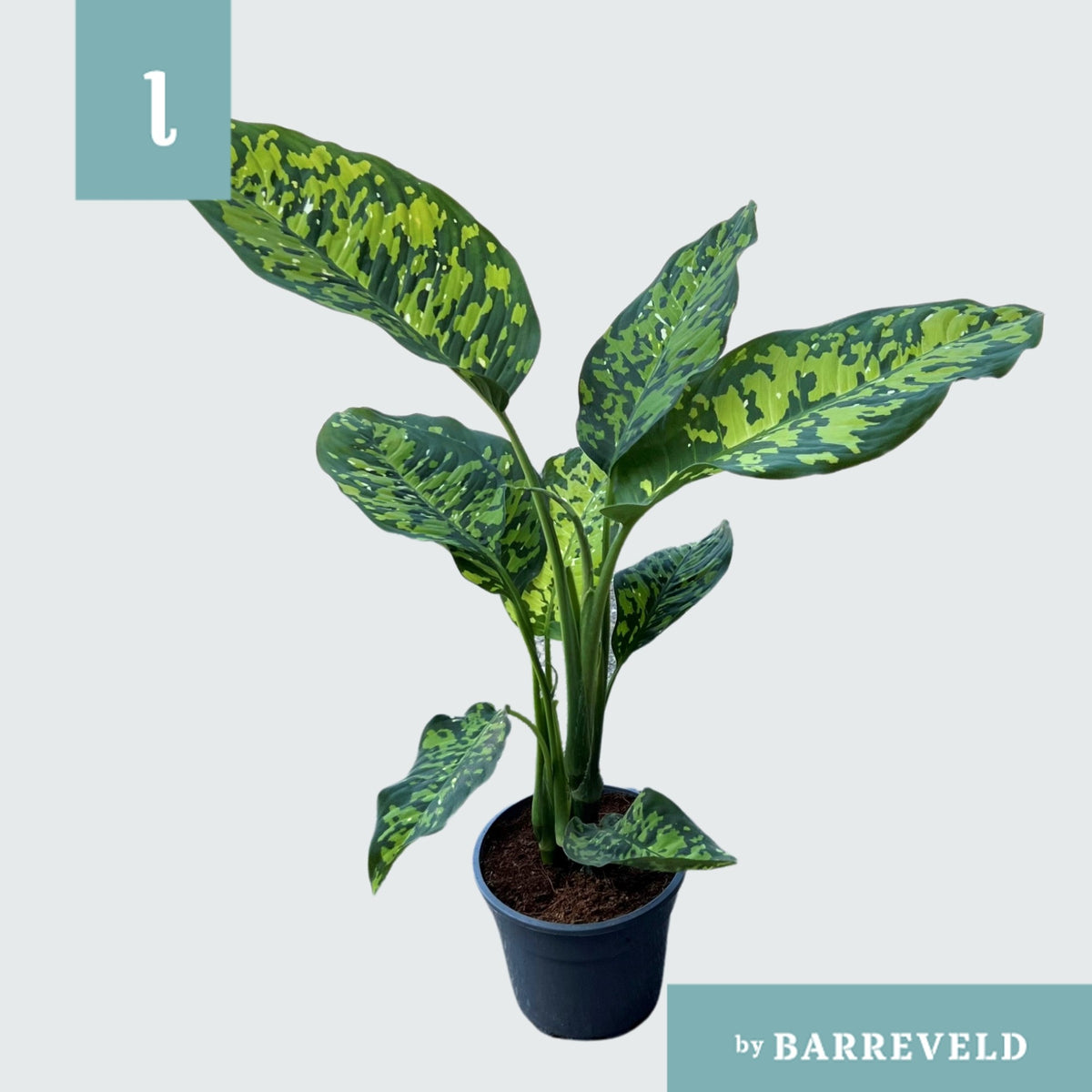 Dieffenbachia sp. 75cm 17cm Pot