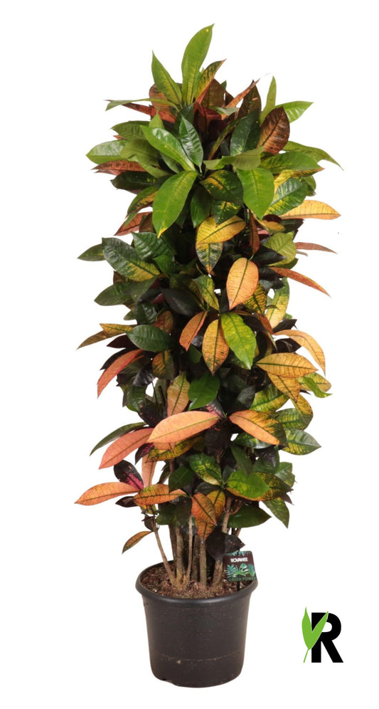 Codiaeum Mrs Iceton 140cm 30cm Pot