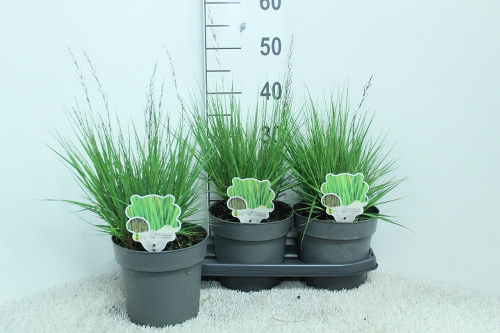 Molinia caerulea mix 50cm 19cm Pot