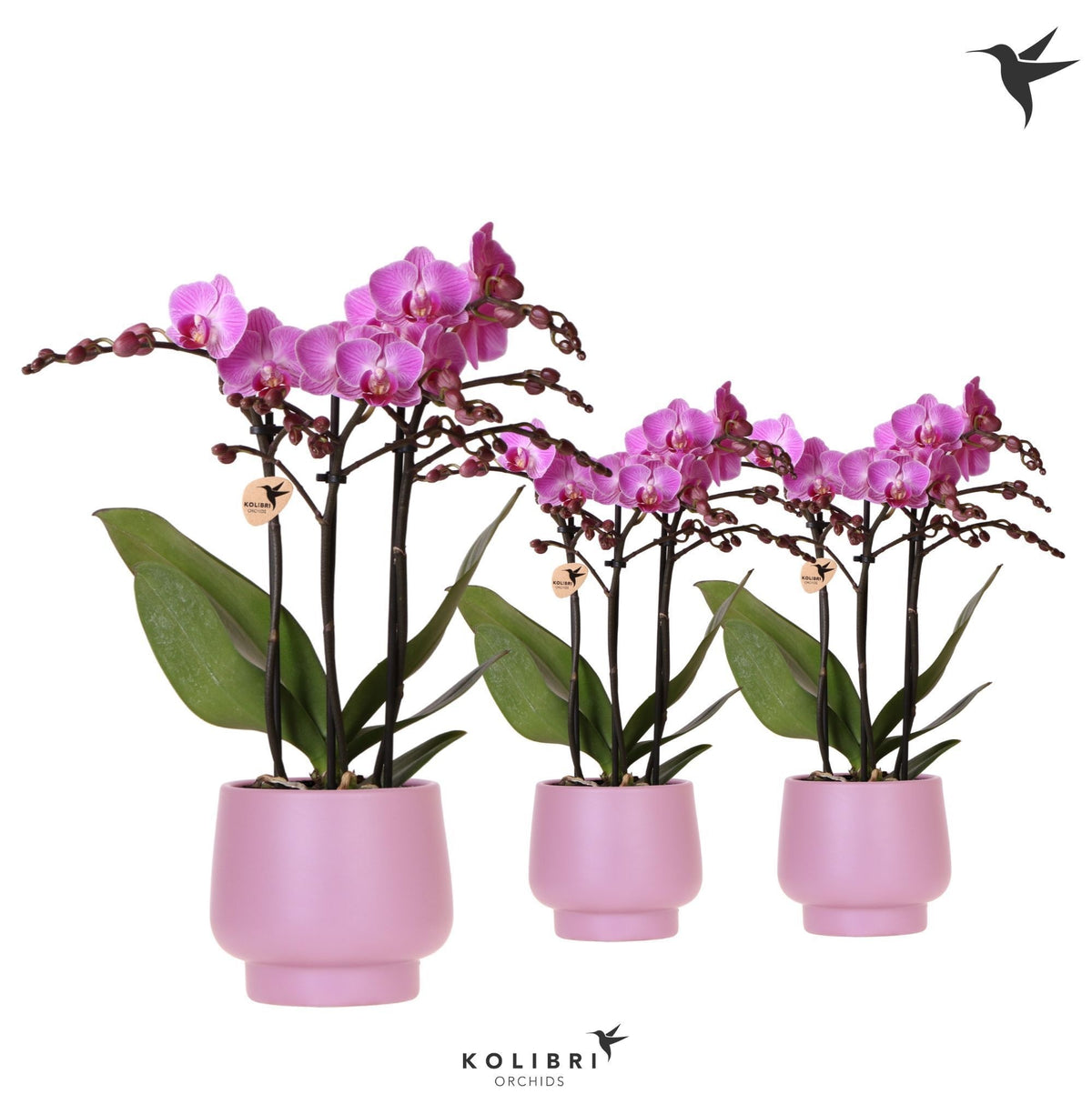 Phalaenopsis Purple 40cm 9cm Pot