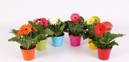 Gerbera mix 20cm 12cm Pot