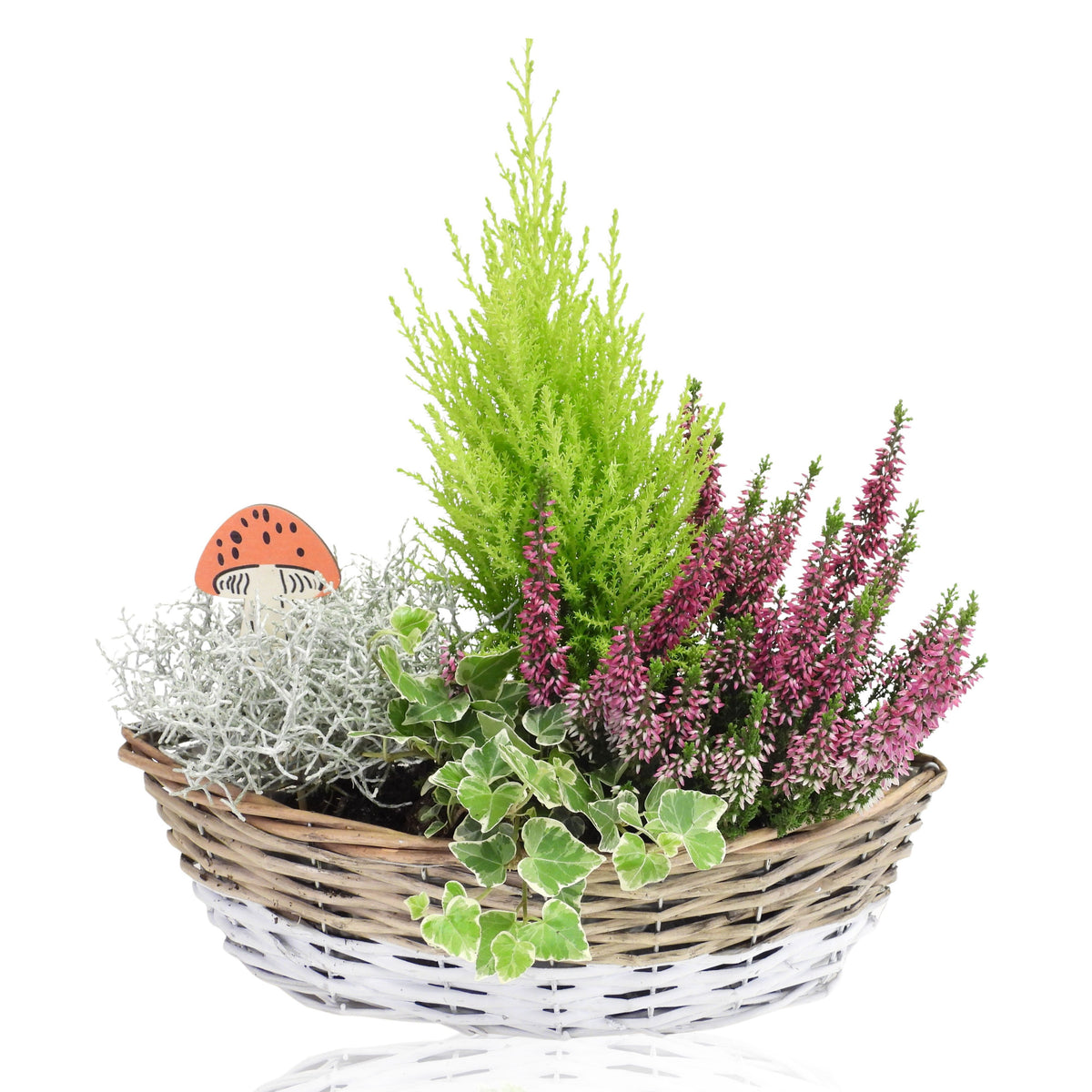 Outdoor arrangement 35cm 35cm Pot