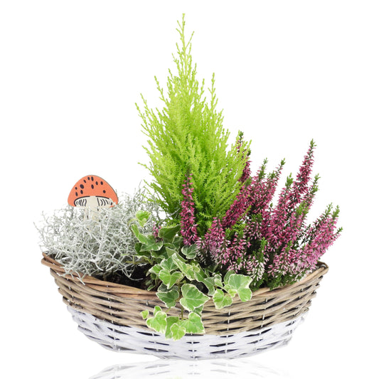 Outdoor arrangement 35cm 35cm Pot