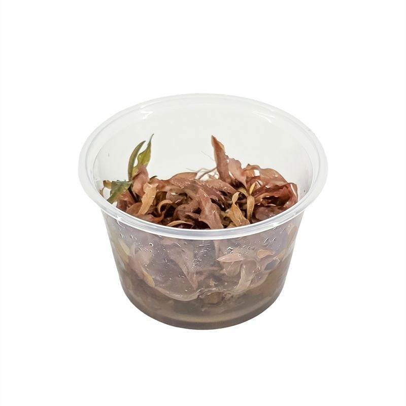 Cryptocoryne beckettii 5cm 2cm Pot
